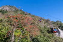 Hoa vông nem rực rỡ khoe sắc trên núi Bà Đen mùa khô