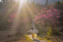 Vẻ đẹp hoang sơ của Tùng Vài thu hút du khách mỗi mùa xuân