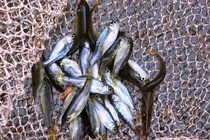 Mùa cá rầm xanh ở miền Trung: Thời điểm hiếm hoi để săn bắt