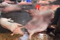  300 tấn thịt bệnh và con đường vào bếp ăn hàng trăm trường học tại Hà Nội