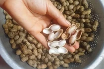 Mẹo luộc lạc ngon, hạt bở tơi, đậm đà, không lo thâm đen