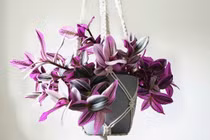 Thài lài hồng: Cây cảnh trang trí độc đáo mang ý nghĩa phong thủy