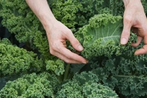 Thực phẩm giúp làm sáng vùng da quanh mắt, giảm thâm quầng