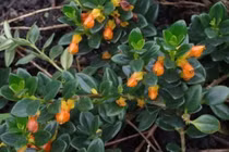 Chỉ từ 35.000 đồng, cây hoa như 'đàn cá vàng' gây sốt vì vừa đẹp vừa hút lộc