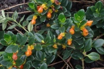 Chỉ từ 35.000 đồng, cây hoa như 'đàn cá vàng' gây sốt vì vừa đẹp vừa hút lộc