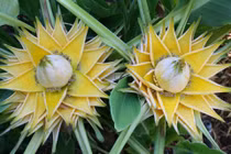 Loài cây nở hoa vàng rực, được săn tìm vì ý nghĩa tài lộc