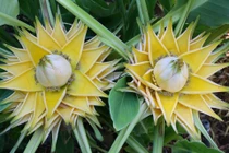 Loài cây nở hoa vàng rực, được săn tìm vì ý nghĩa tài lộc