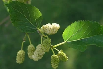 Không cần thuốc nhuộm, chỉ nhờ lá dâu tằm tóc vẫn đen mượt tự nhiên