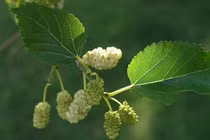 Không cần thuốc nhuộm, chỉ nhờ lá dâu tằm tóc vẫn đen mượt tự nhiên