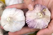 6 loại tỏi kém chất, ăn lâu dễ hại gan, rối loạn tiêu hóa