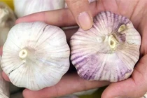 6 loại tỏi kém chất, ăn lâu dễ hại gan, rối loạn tiêu hóa