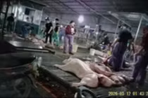 Thịt lợn bệnh tiềm ẩn nhiều vi khuẩn, ký sinh trùng nguy hiểm