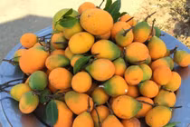 Chính sự khan hiếm theo mùa cùng quá trình thu hái vất vả khiến nguồn cung quả gùi trên thị trường khá hạn chế.