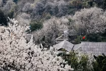 Hoa sơn tra bung nở đẹp mê hoặc tại bản Nậm Nghẹp Sơn La