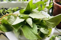 Rau diếp cá – “vị thuốc xanh” ăn cùng cá kho tốt cho gan