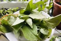 Rau diếp cá – “vị thuốc xanh” ăn cùng cá kho tốt cho gan