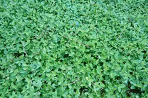 Từ rau dại bị bỏ quên thành món 'đắt khách' lỗ bình gây sốt thị trường