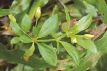 Hành trình của rau đắng đất từ cây dại thành đặc sản miền Tây