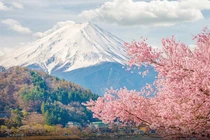 Hoa anh đào sớm nở, du khách Việt bắt đầu trở lại Nhật Bản