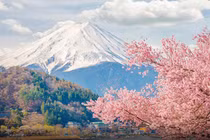 Hoa anh đào sớm nở, du khách Việt bắt đầu trở lại Nhật Bản