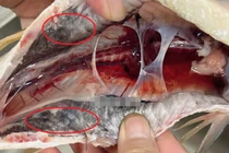 Đừng ăn 3 phần này của cá nếu không muốn rước bệnh vào người