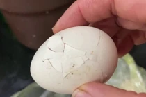 Ăn sai cách, 3 loại trứng này có thể “đầu độc” cơ thể