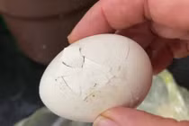 Ăn sai cách, 3 loại trứng này có thể “đầu độc” cơ thể