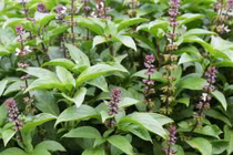 Ăn rau húng quế đúng cách giúp giảm đầy hơi, khó tiêu