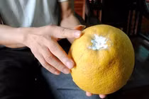 Mẹo bảo quản bưởi Diễn để lâu mà vẫn ngon ngọt đậm đà