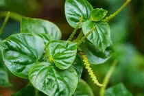 Rau càng cua thành đặc sản đô thị, giá 100.000 đồng/kg vẫn cháy hàng