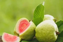 Bí quyết ăn ổi đúng cách để ngăn đường huyết tăng vọt