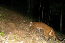 Bẫy ảnh phát hiện beo lửa quý hiếm tại khu bảo tồn Pù Hoạt