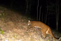 Bẫy ảnh phát hiện beo lửa quý hiếm tại khu bảo tồn Pù Hoạt