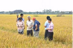 GS.TS Nguyễn Thị Lang: Người 'đánh thức' gen lúa hoang, nâng tầm gạo Việt