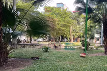 Biến vườn hoa công cộng thành nơi nhốt gà, kinh doanh ở Đống Đa