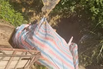 Phát hiện hai người dân ở Phú Thọ mua bán 7 con lợn nhiễm dịch tả châu Phi