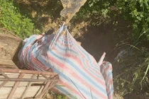 Phát hiện hai người dân ở Phú Thọ mua bán 7 con lợn nhiễm dịch tả châu Phi