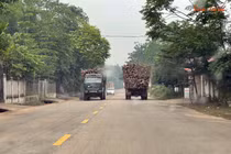 Xe tải chở gỗ quá khổ, quá tải băng băng trên đường ở Phú Thọ