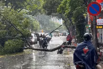 Cây xanh đổ đè trúng người đi xe máy ở Hà Nội