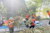 Công an Bắc Ninh giúp dân vượt lũ gặt lúa 