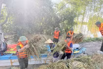 Công an Bắc Ninh giúp dân vượt lũ gặt lúa 