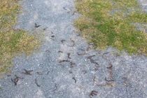 Thông tin mới về kết quả kiểm tra vụ giun bò lên mặt đất gần đèo Ngang