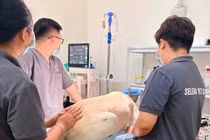 Thú cưng tử vong sau phẫu thuật, phòng khám nhận ‘bão’ 1 sao