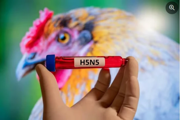 Ca đầu tiên ở Mỹ tử vong do cúm gia cầm H5N5 chưa từng thấy ở người