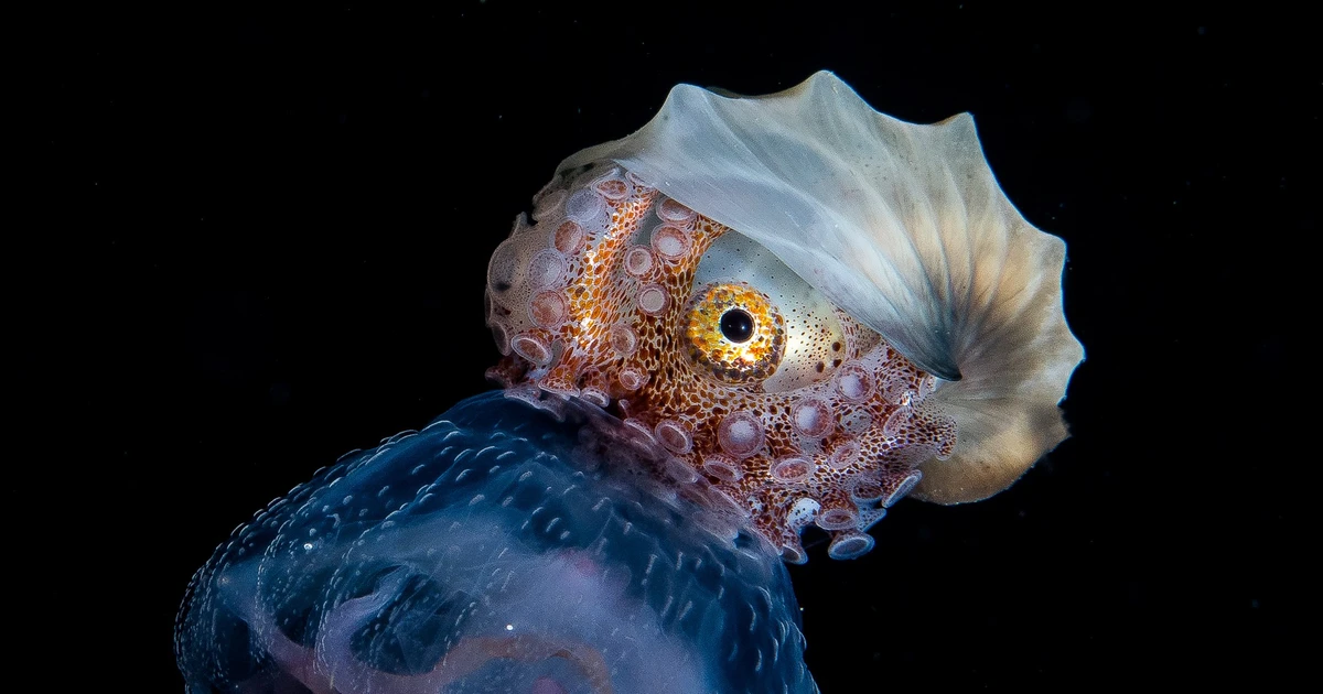 Mực phủ có cánh: loài sinh vật kỳ lạ với vỏ mỏng và sinh sản độc đáo