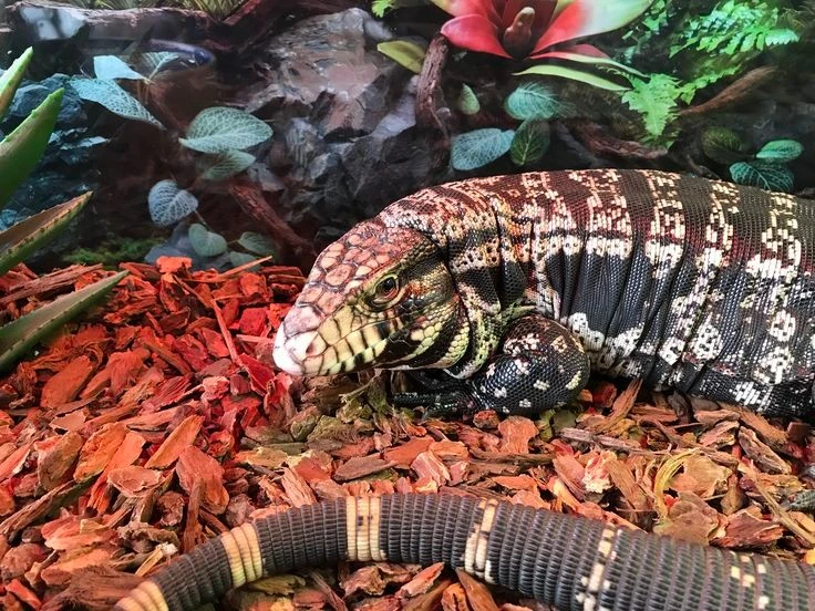 Khám phá loài thằn lằn tegu đỏ lớn nhất Nam Mỹ