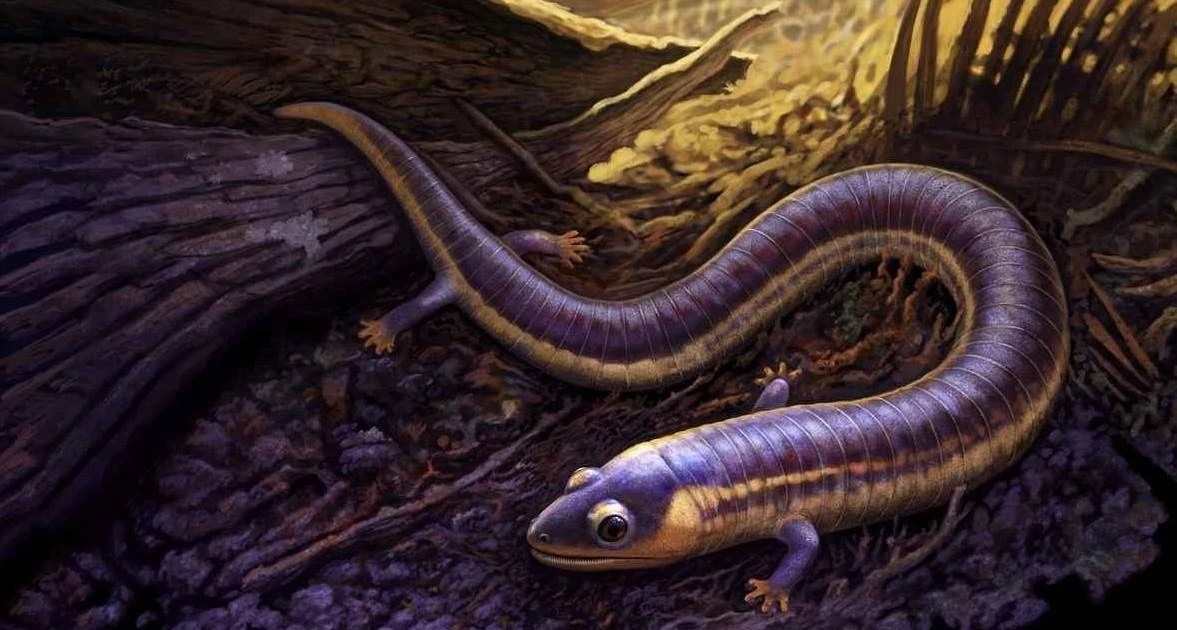 Hóa thạch cổ đại hé lộ quá trình tiến hóa của lưỡng cư