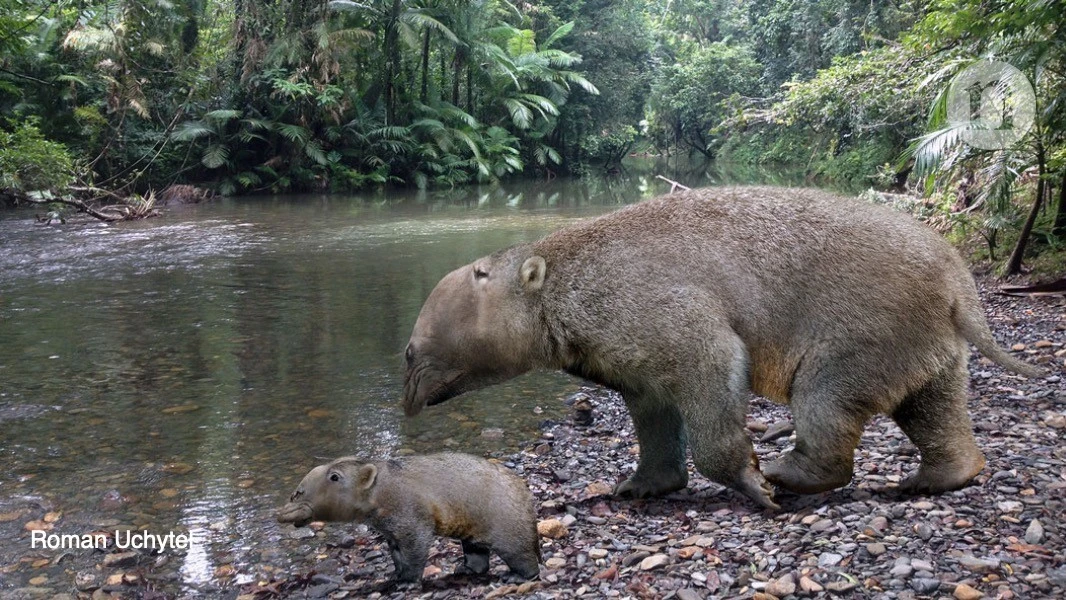 Con lai kỳ lạ của voi và kangaroo bị tuyệt chủng