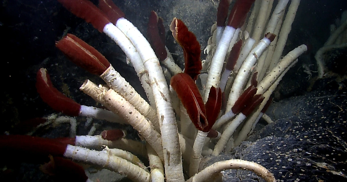 Giun ống khổng lồ sống trong môi trường cực đoan sâu dưới đại dương