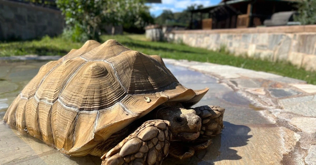 Khám phá loài rùa cựa châu Phi độc đáo, khả năng thích nghi khắc nghiệt